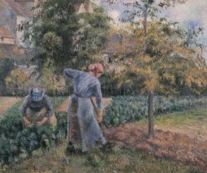 Dans le potager à Pontoise